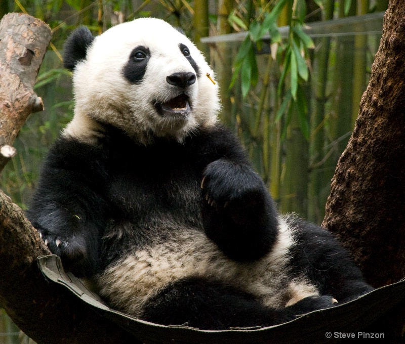 Baby Panda 4 - ID: 11270392 © Steve Pinzon