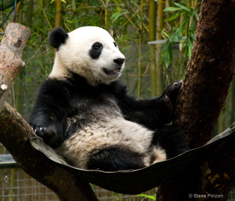 Baby Panda 3 - ID: 11270393 © Steve Pinzon