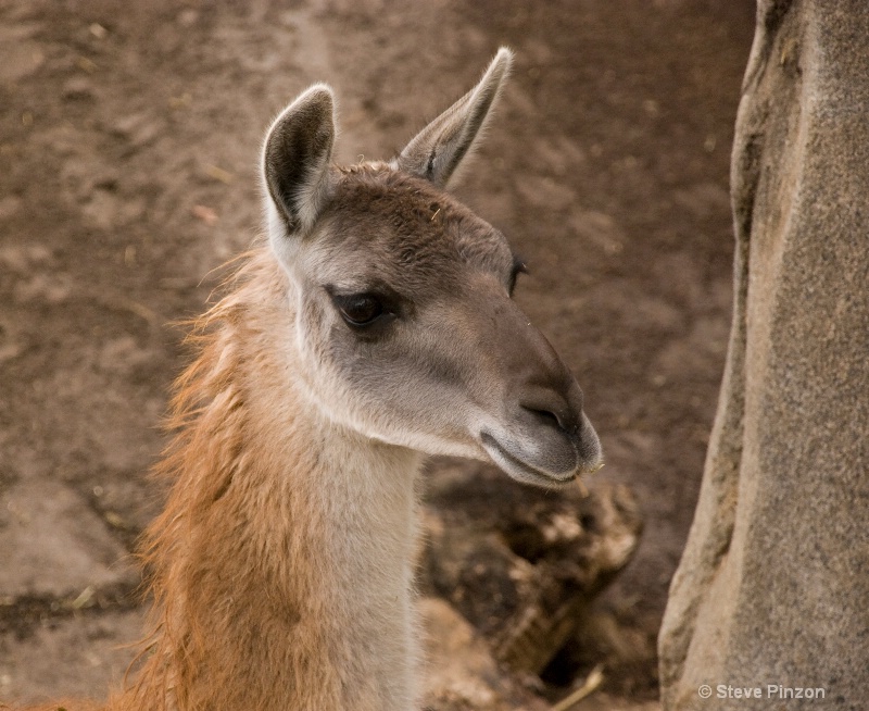 Alpaca posing - ID: 11270396 © Steve Pinzon