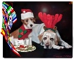Peace on Earth!