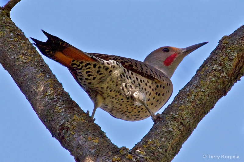 Northern Flicker Woodpecker - ID: 11271757 © Terry Korpela