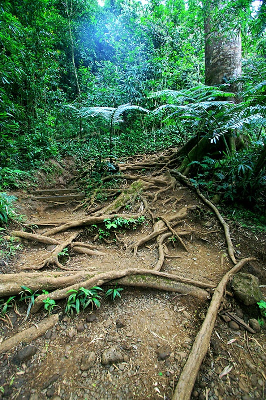 Magical Maunawili Trail