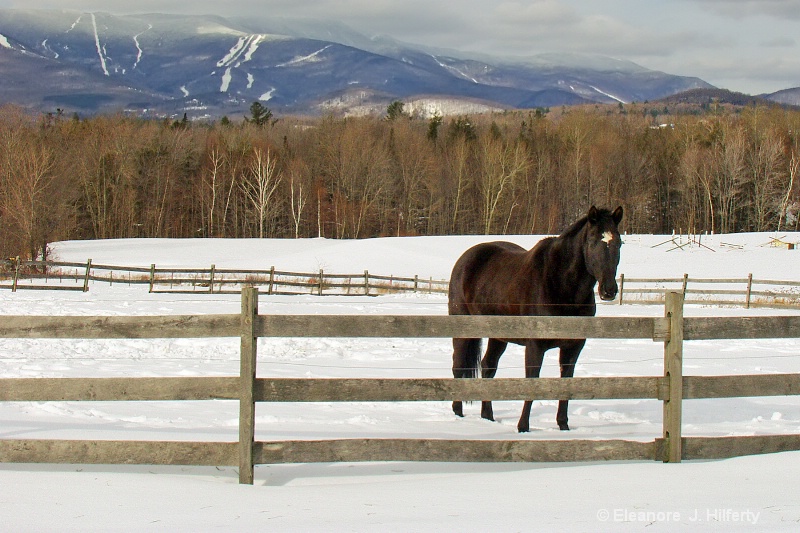 Horse with Sugarbush ski trails in background - ID: 11272288 © Eleanore J. Hilferty