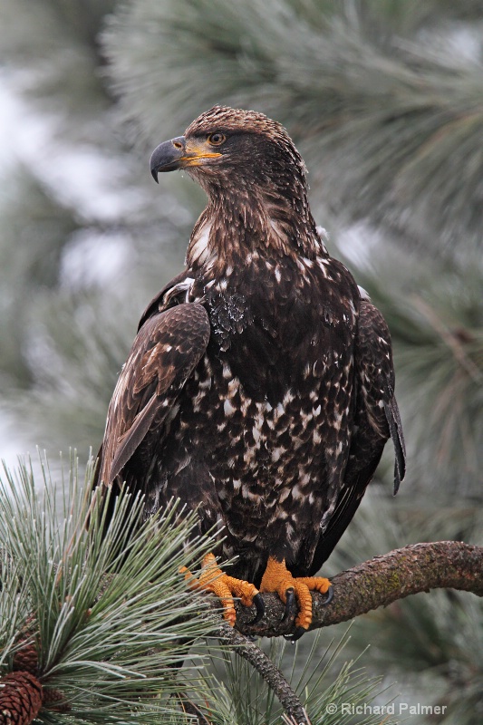 Juvenile Eagle 5987