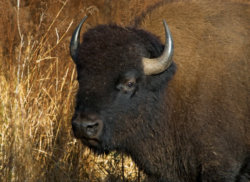 Florida Bison 2 - ID: 11273139 © Michael Cenci