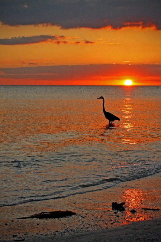 Blue Heron at Sunset