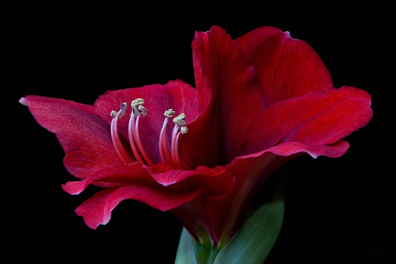 Amaryllis