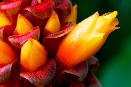 bromelia flower