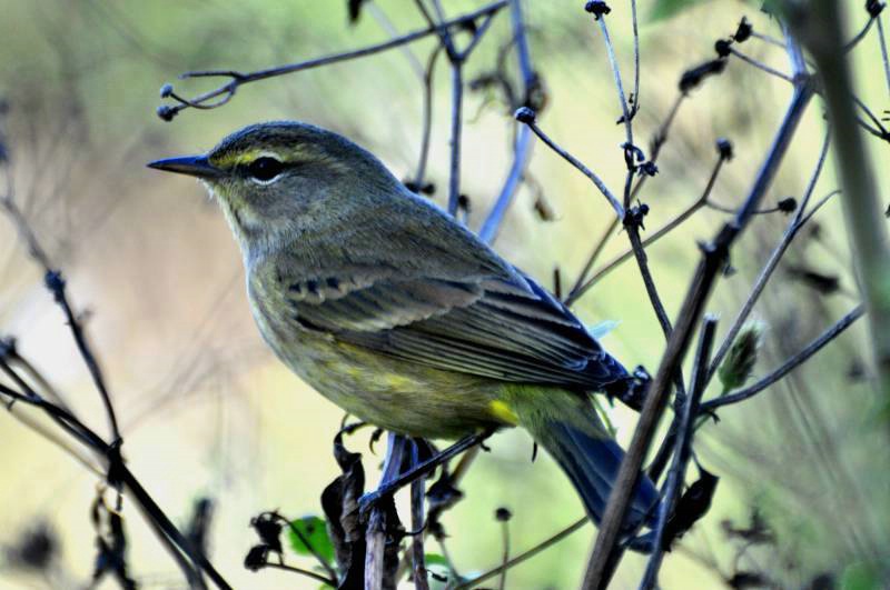 Palm Warbler