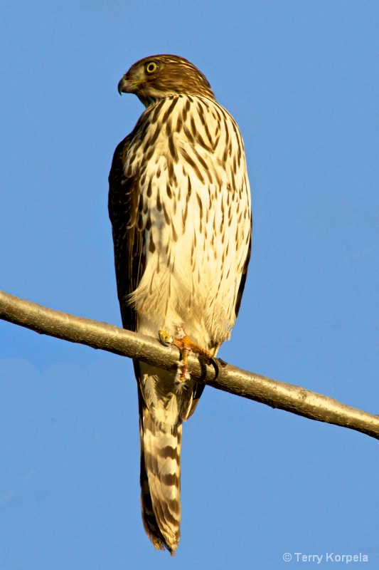 Juvenile Red-shouldered Hawk - ID: 11277796 © Terry Korpela