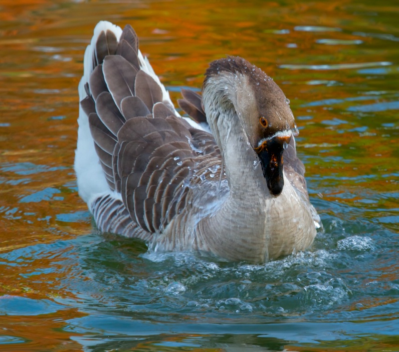 Bathing Goose