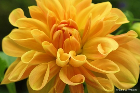 Orange Dahlia