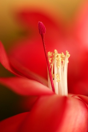 Christmas Cactus Flower