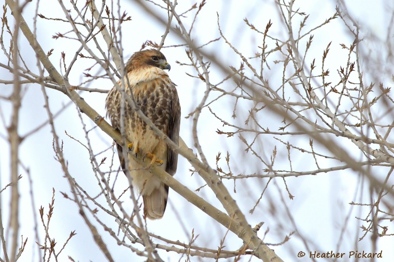 Red-tailed Hawk in December