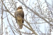Red-tailed Hawk i...