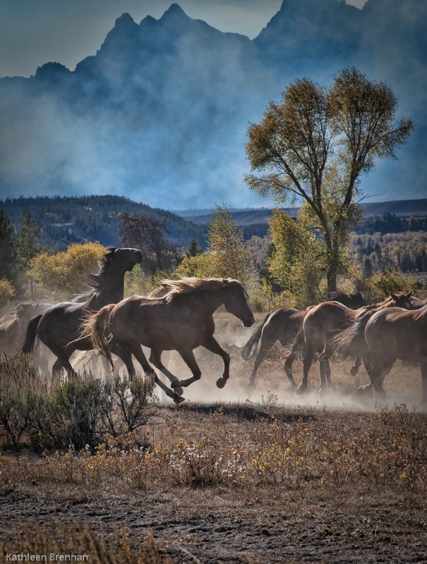 Galloping home