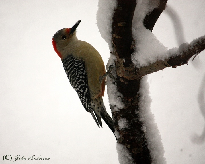 Snow Birds I - Female Red Bellied Woodpecker