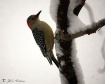 Snow Birds I - Fe...