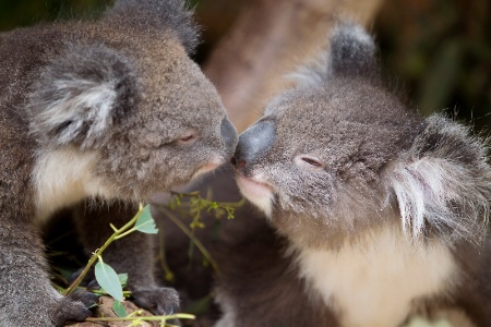 Aussie Love