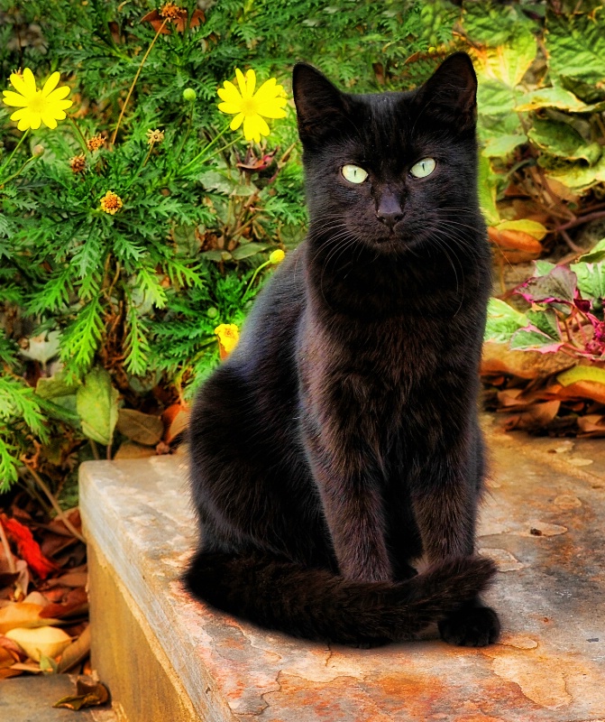 Garden Cat