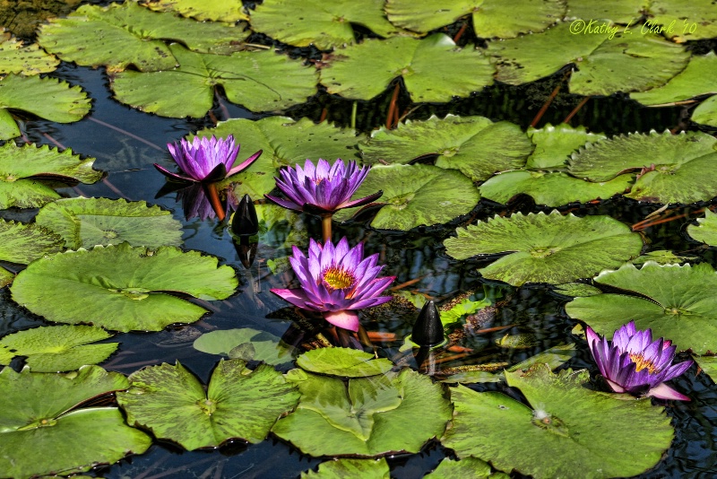 Fabulous Purple Waterlilies