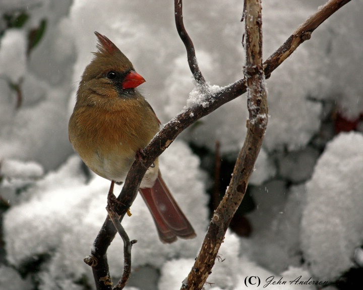Snow Birds II - Female Cardinal
