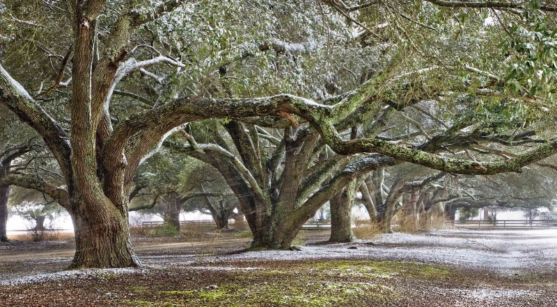 Lowcountry Winter