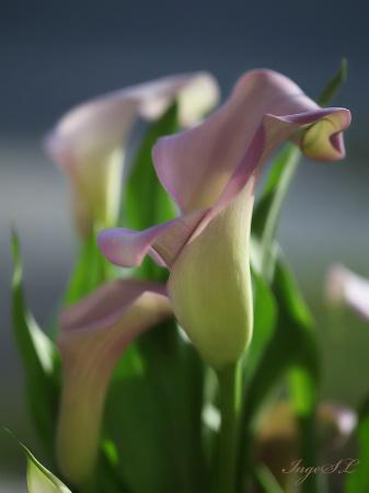 <b>Calla Lily</b>