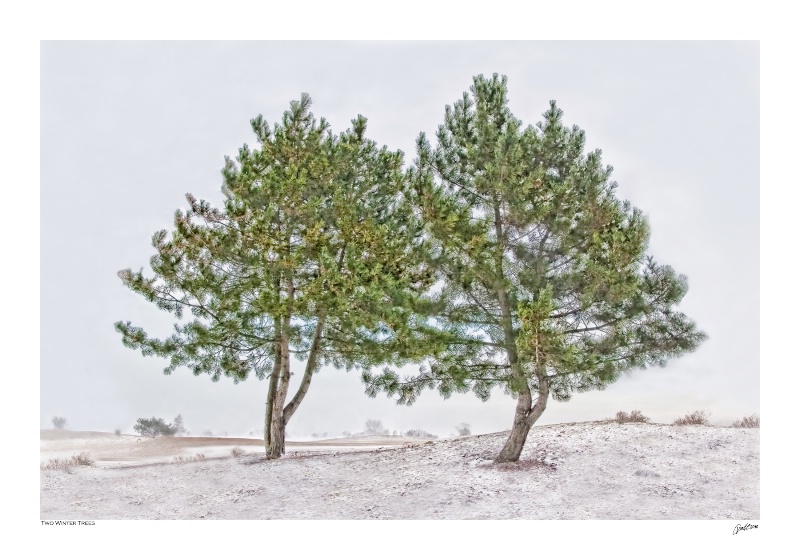 Two Winter Trees