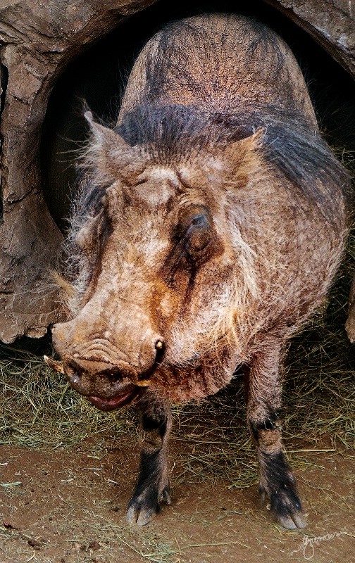 Warthog