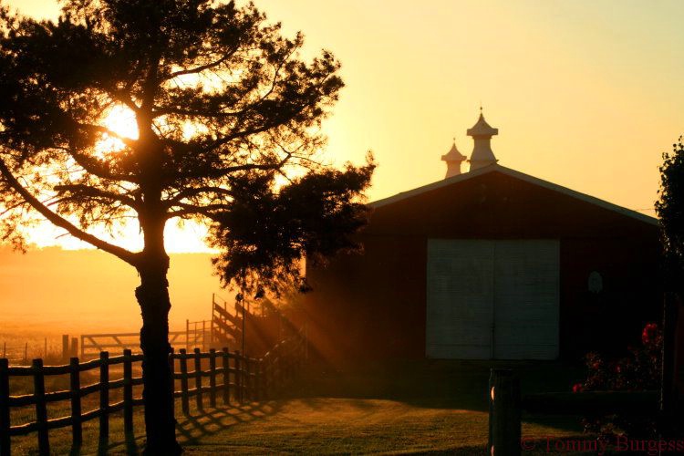 Evening at the Barn Yard