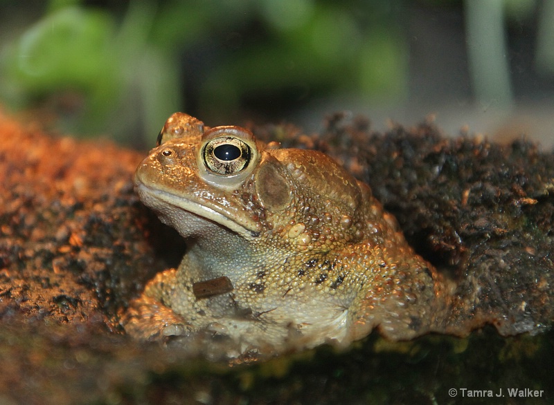 Mister Froggie