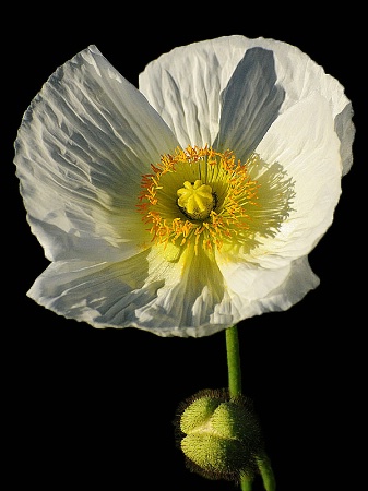 Winter White Poppy