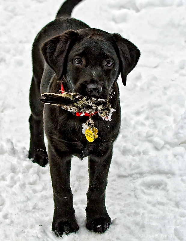 Our little Bird Dog