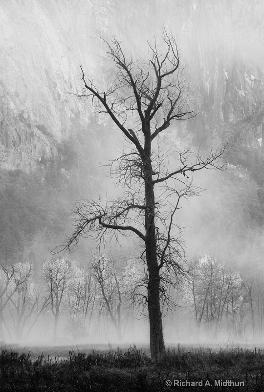 Bare Tree and Meadow in Mist