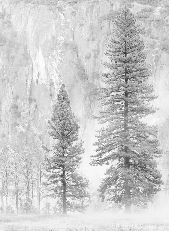 Meadow Trees in Mist, Yosemite