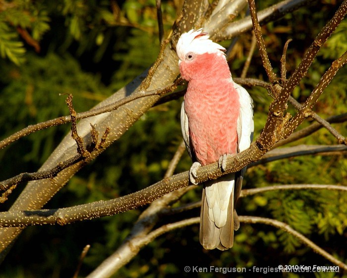 Pink Galah Cockatoo (Aust.)