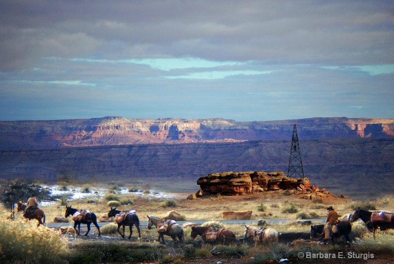 Grand Canyon Mules
