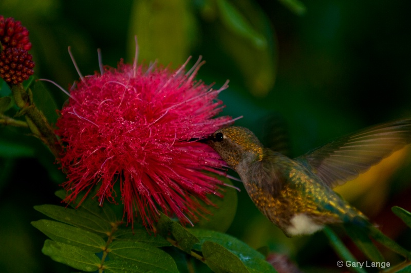 Hummingbird