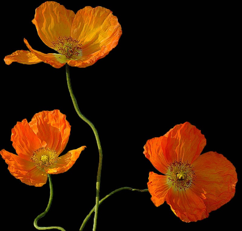 Dancing Poppies!