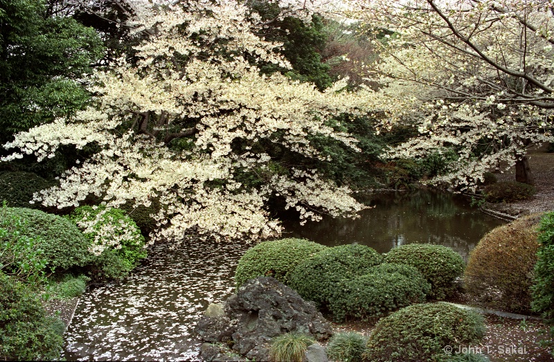 Cherry Blossoms - ID: 11290193 © John T. Sakai