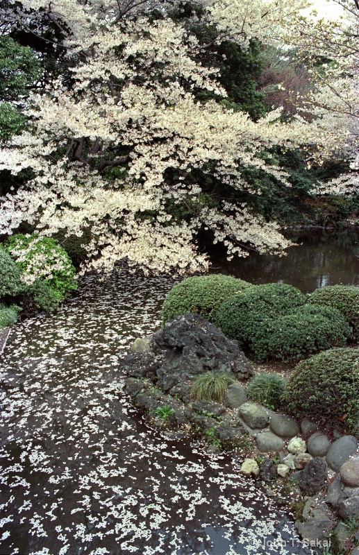 Cherry Blossoms - ID: 11290195 © John T. Sakai