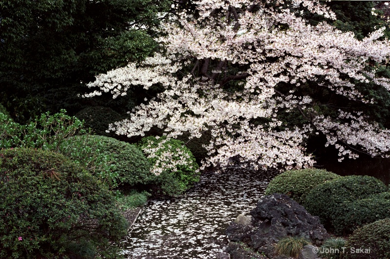 Cherry Blossoms - ID: 11290197 © John T. Sakai