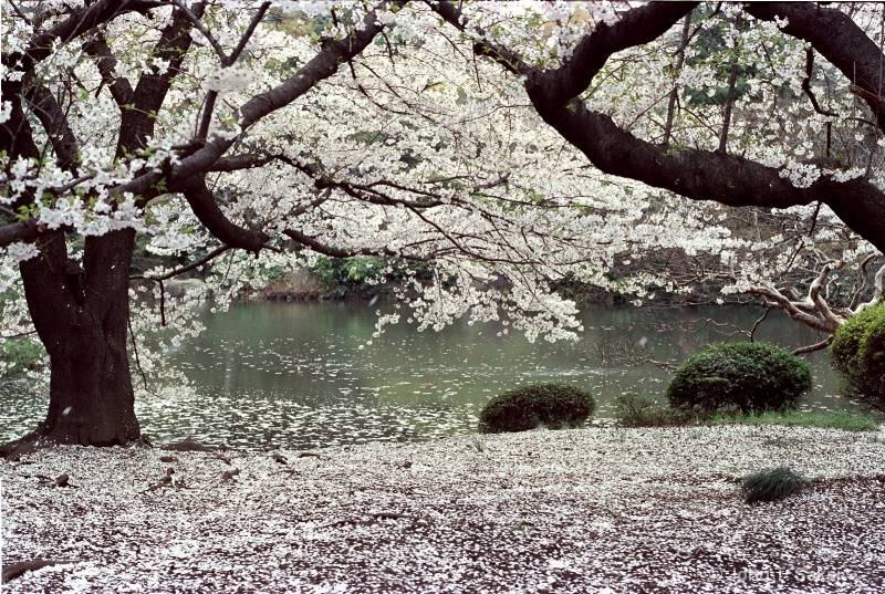 Cherry Blossoms - ID: 11290201 © John T. Sakai