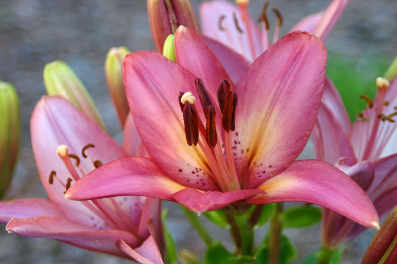 Carol's Lilies