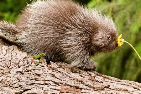 Baby Porcupine with Flower