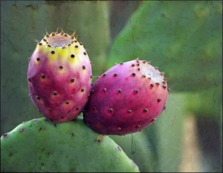 Prickley Pear Cactus Blooms