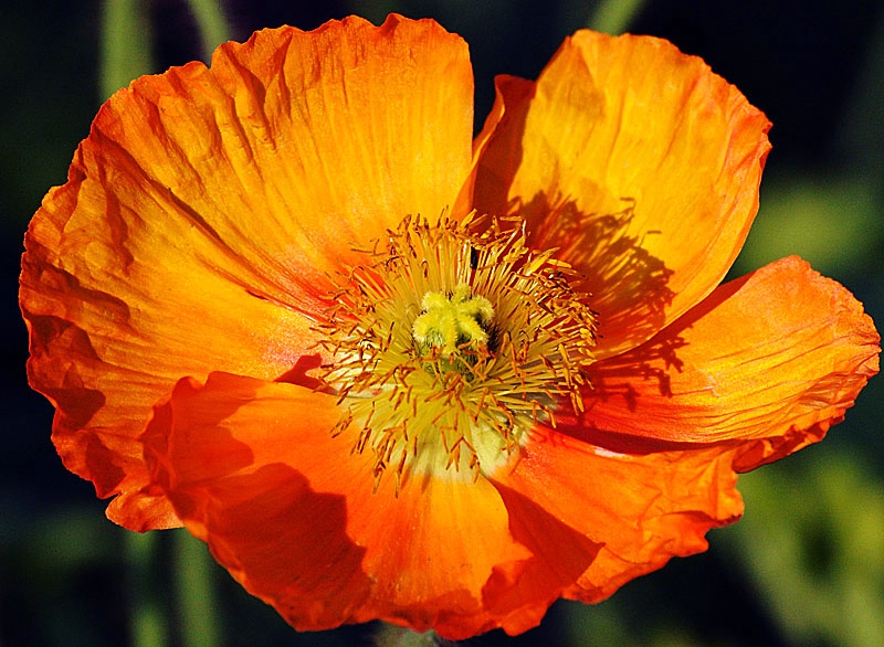 Orange Poppy - ID: 11294594 © Kathy Salerni