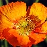 2Orange Poppy - ID: 11294594 © Kathy Salerni