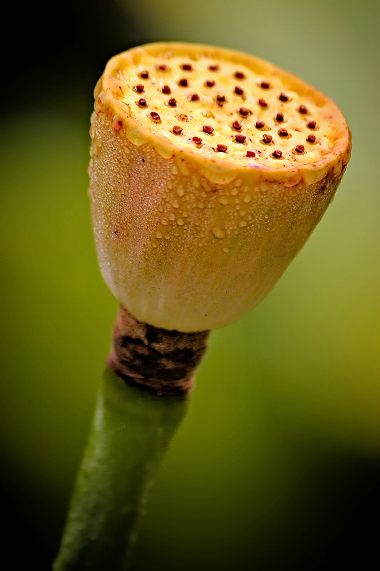 Lotus Pod